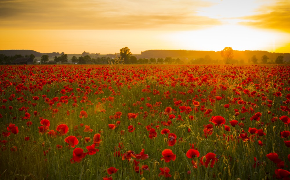 7. Platz Anton Kienle